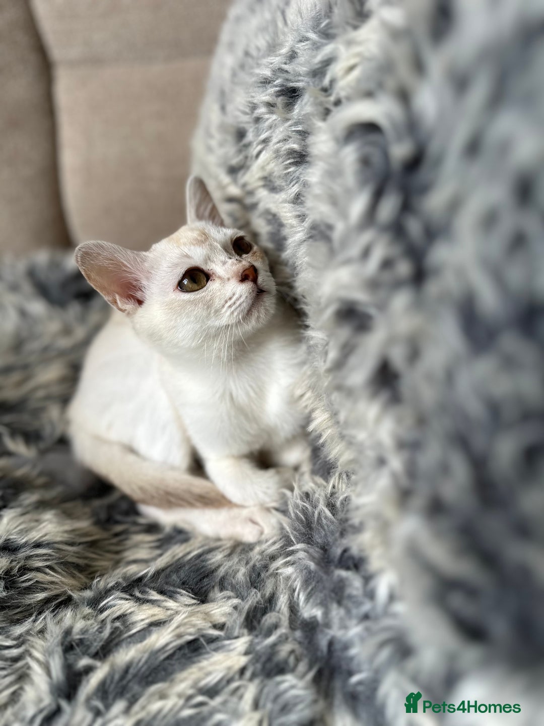 Asian cats for sale: GCCF reg Pedigree Kittens  - Image 12