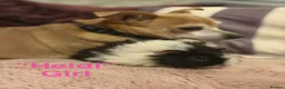 Guinea Pig rodents for sale: Gorgeous piggies for sale - Advert 9