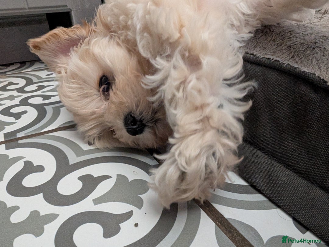 Maltipoo dogs for sale: Last Beautiful tiny female puppy available  - Image 7
