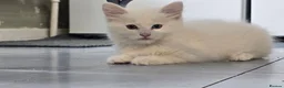 Maine Coon cats for sale: Two sassy females needing a home  - Advert 12