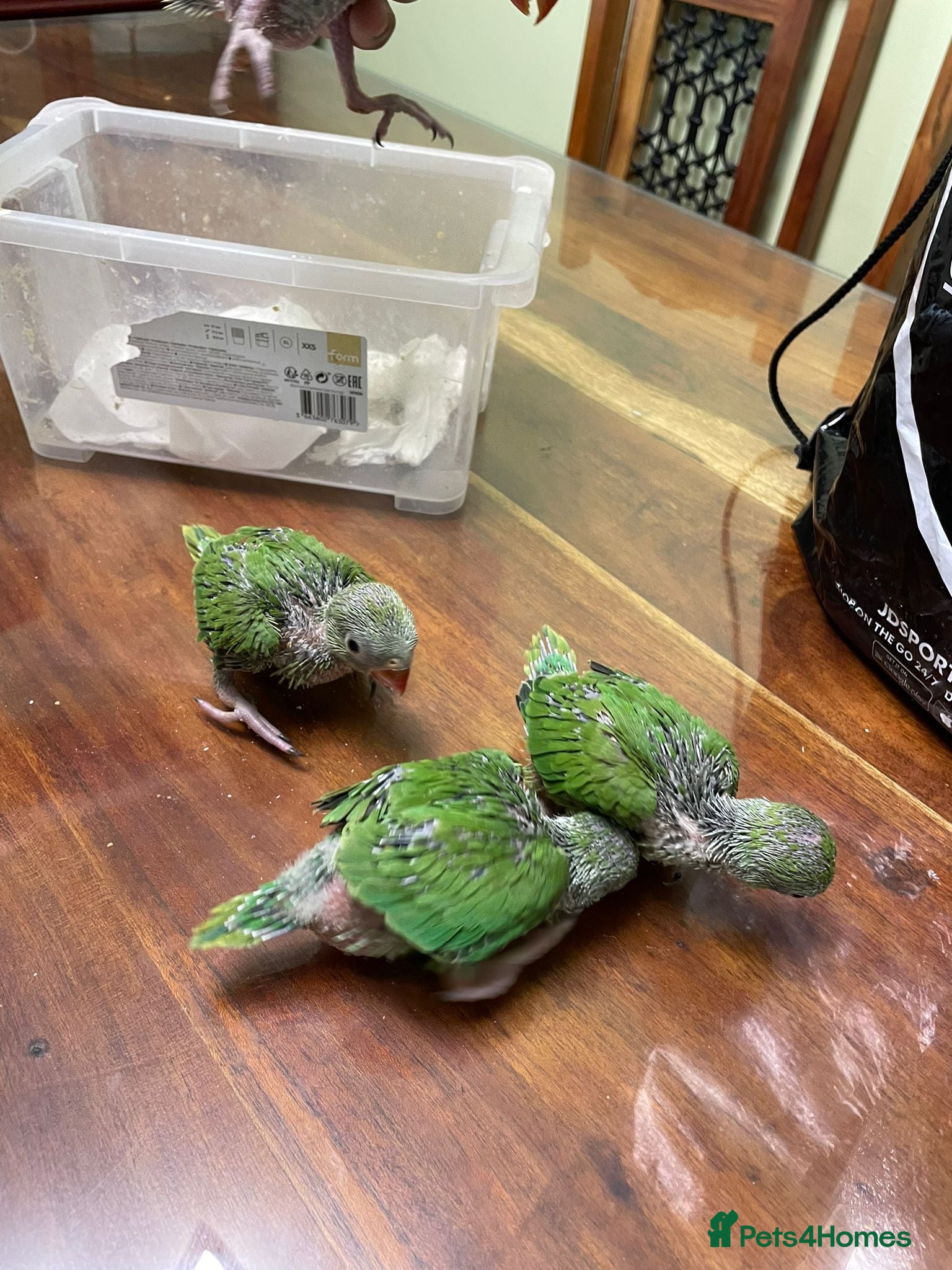 Ringnecks birds Ringneck Breeding Pair Available | DNA Tested  - Advert 2