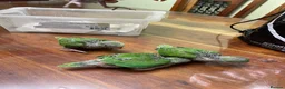 Ringnecks birds for sale: Ringneck Breeding Pair Available | DNA Tested  in Ruislip - Advert 2