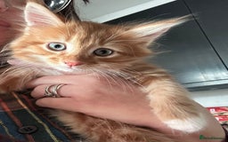 Maine Coon cats for sale: Maine coon kittens - Image 8