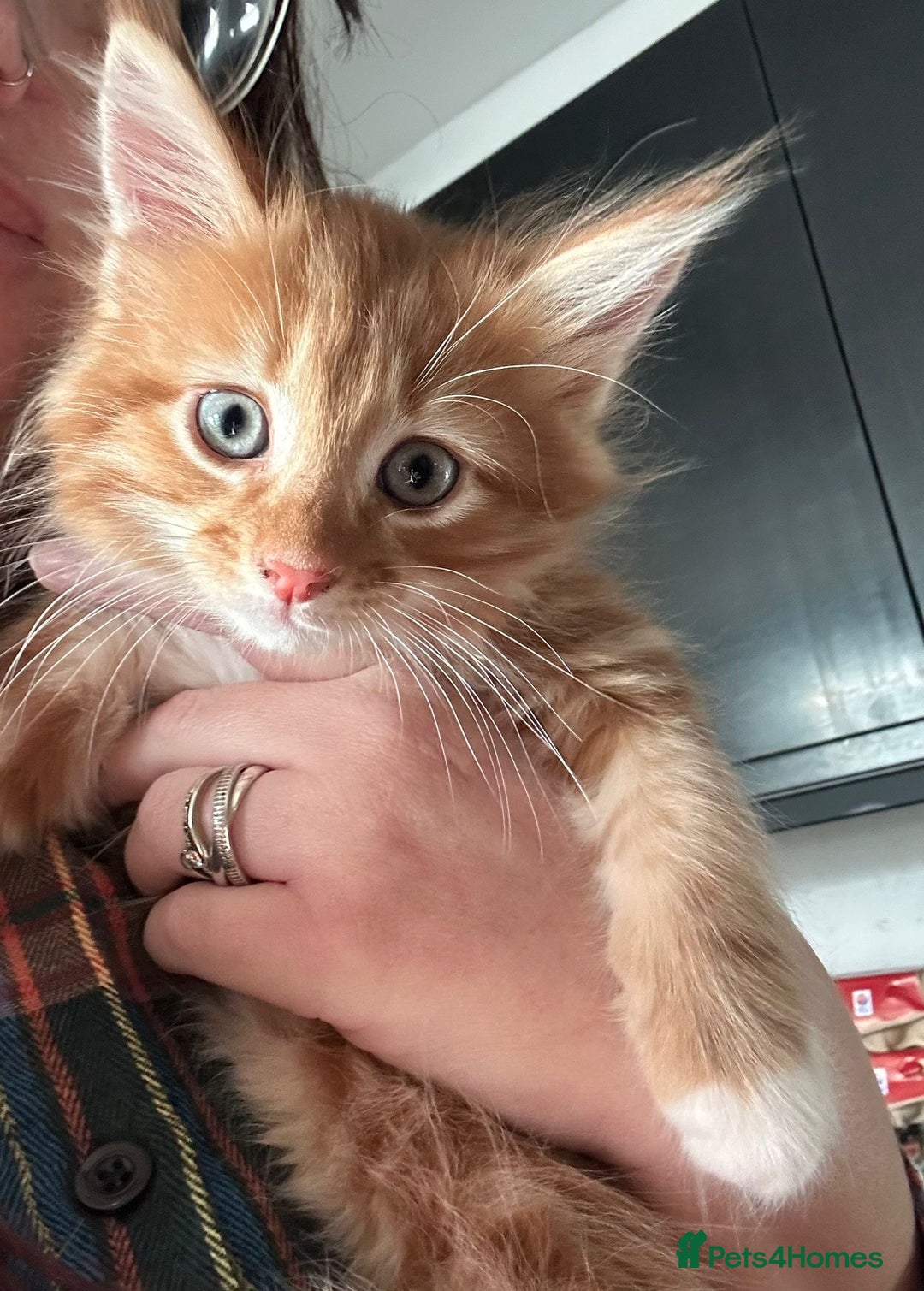 Maine Coon cats for sale: Maine coon kittens - Image 8