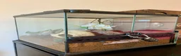 Tarantulas invertebrates for sale: Brazilian White Knee - Acanthoscurria geniculata - Advert 4
