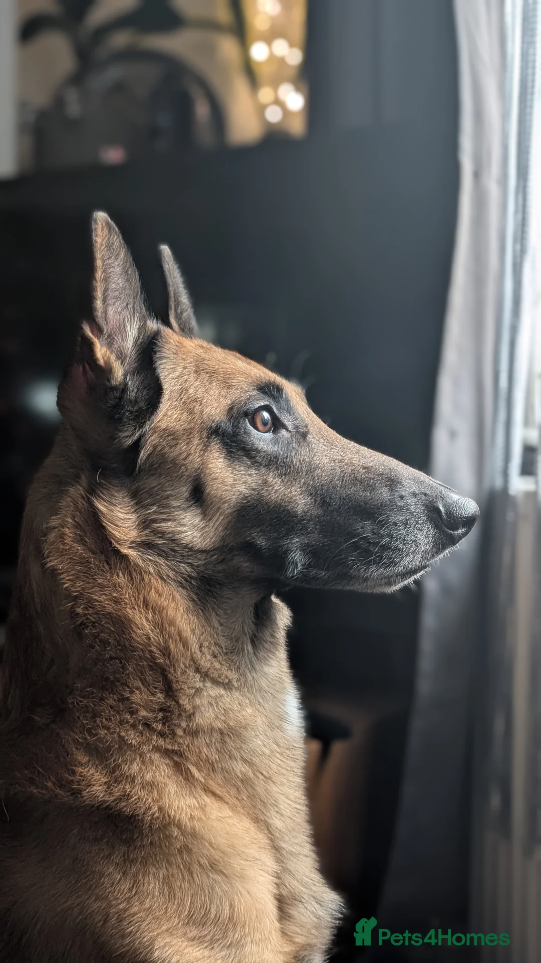 Belgian Shepherd Dog dogs for stud: Fully health tested, proven, KC reg Malinois stud in Treorchy - Advert 15