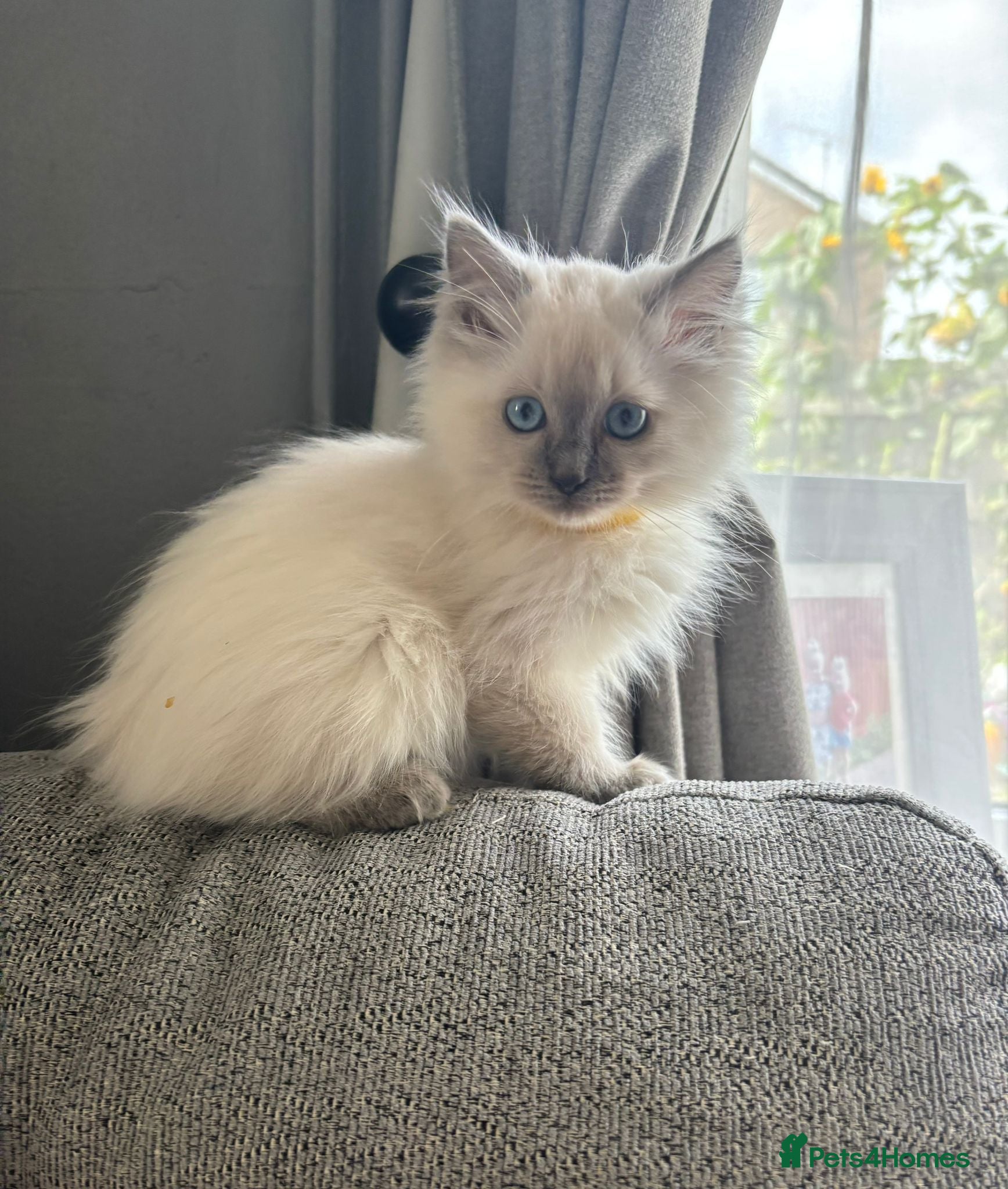 Ragdoll cats Beautiful ragdoll kittens - Advert 1