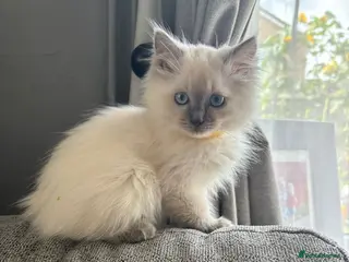 Ragdoll cats Beautiful ragdoll kittens - Advert 1