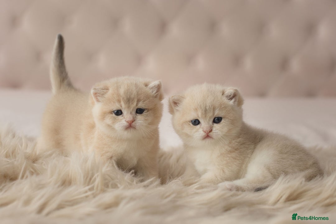 British Shorthair cats for sale: Chubby Golden Blue BSH girls - Image 6