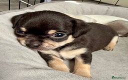 Chihuahua dogs for sale: 5 gorgeous chihuahua pups - viewings start 23/08 - Image 8