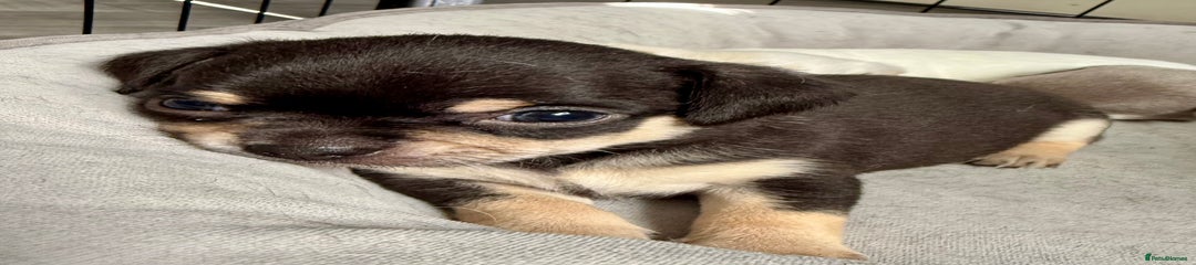 Chihuahua Puppy 1