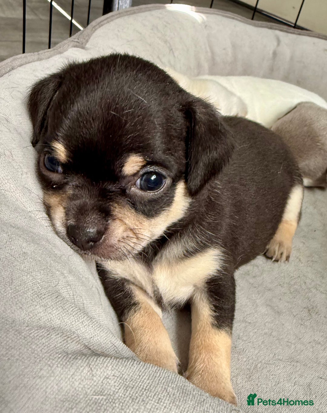 Chihuahua dogs for sale: 5 gorgeous chihuahua pups - viewings start 23/08 - Image 8