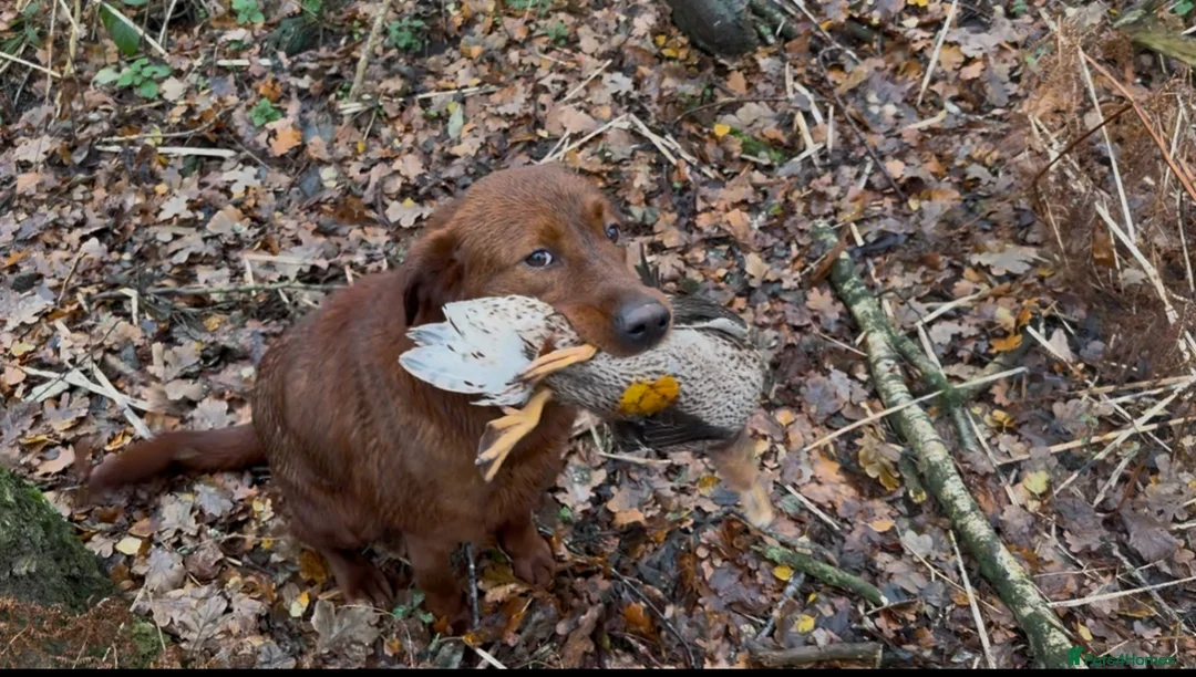 Labrador Retriever dogs for stud: Extremely Dark Red,Fully health tested,Proven stud in York - Advert 2