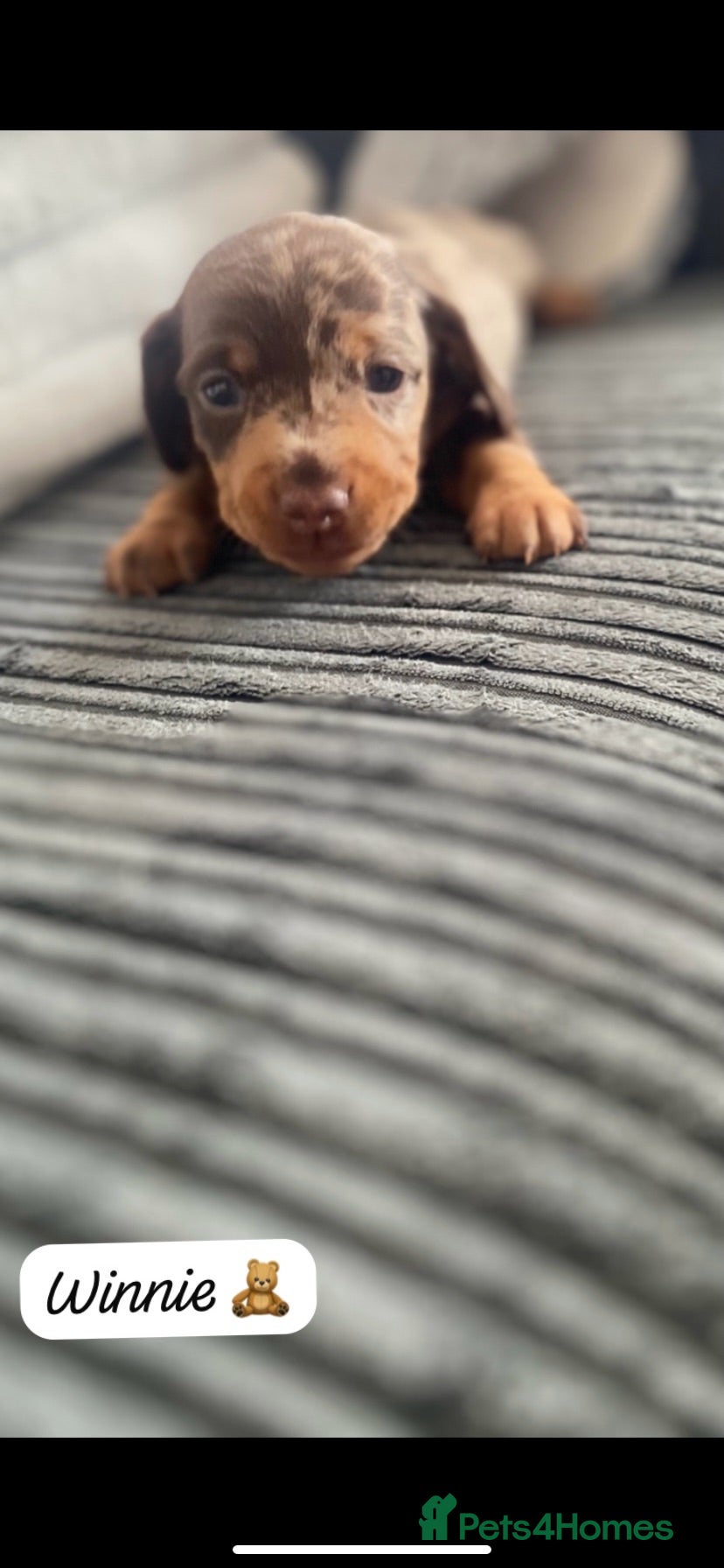 Miniature Dachshund dogs Beautiful smooth haired mini dachshunds😍 - Advert 2