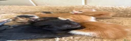 Mixed Breed cats for sale: 6 beautiful kittens - Advert 13
