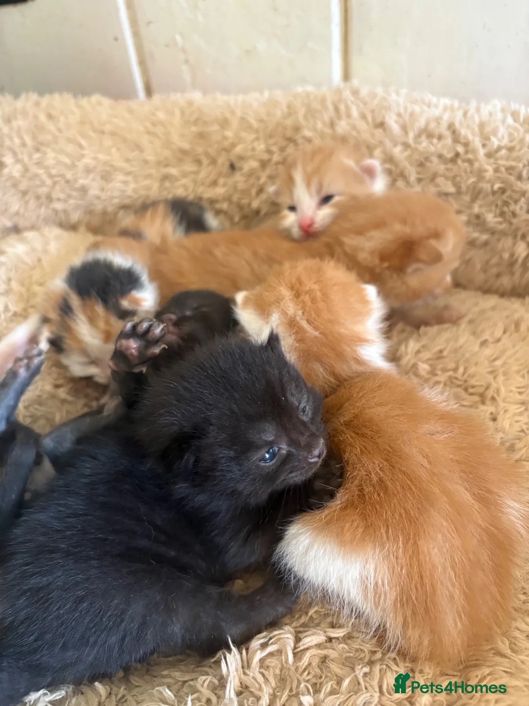 Mixed Breed cats for sale: 6 beautiful kittens - Advert 13