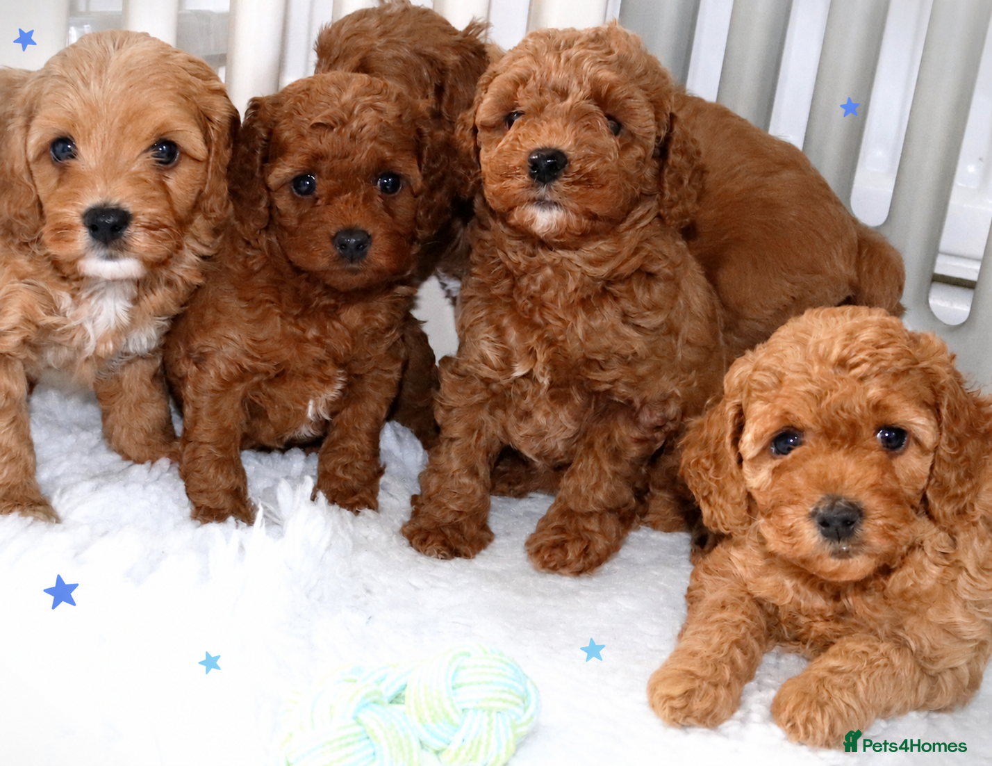 Cavapoo dogs Quality, Red, Low-Shedding Toy Cavapoo Puppies - Advert 6