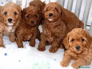 Cavapoo dogs Quality, Red, Low-Shedding Toy Cavapoo Puppies - Advert 3