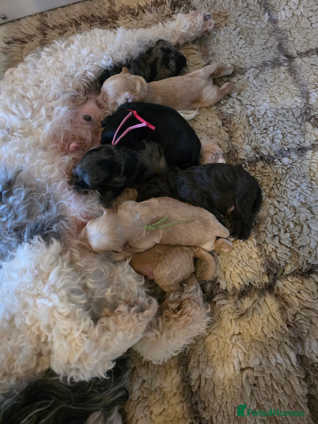 Cavapoo dogs for sale: Beautiful fully health tested cavapoo puppies  - Advert 6