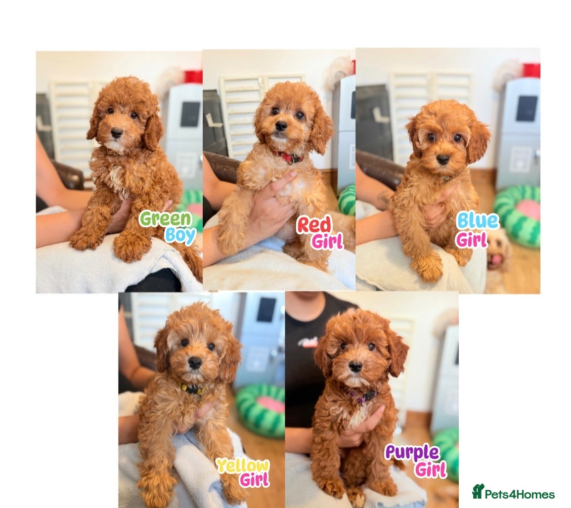 Cockapoo dogs F1B Cockapoo puppies - Health checked - Ready.  - Advert 12