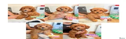 Cockapoo dogs for sale: F1B Cockapoo puppies - Health checked - Ready.  - Advert 2