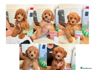 Cockapoo dogs F1B Cockapoo puppies - Health checked - Ready. - Advert 12