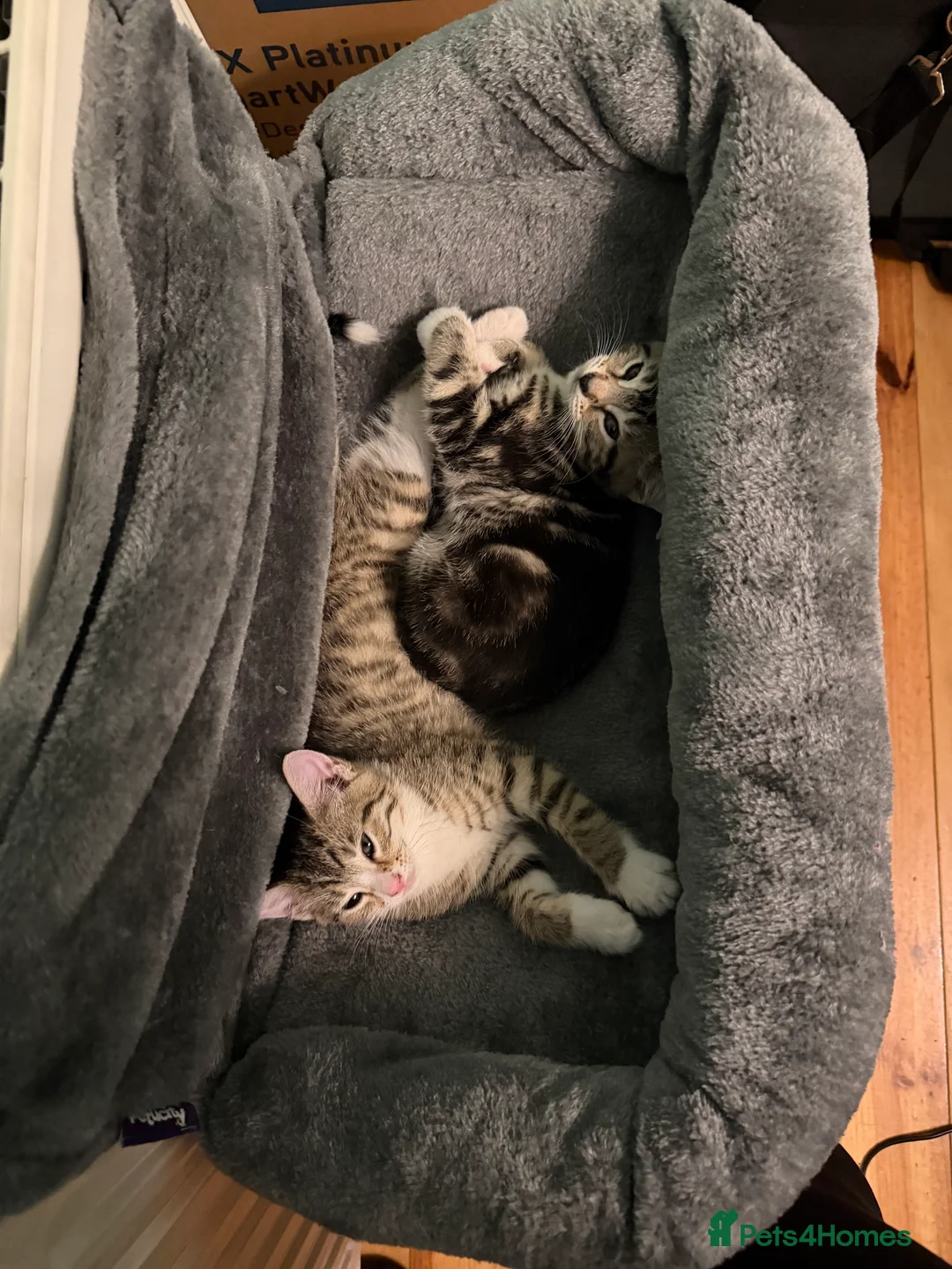 British Shorthair cats for sale: Kittens for sale  in Wellingborough - Advert 8