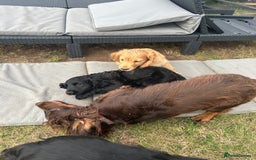 Cocker Spaniel dogs for sale: Male working cocker spaniel puppy kc reg - Image 19