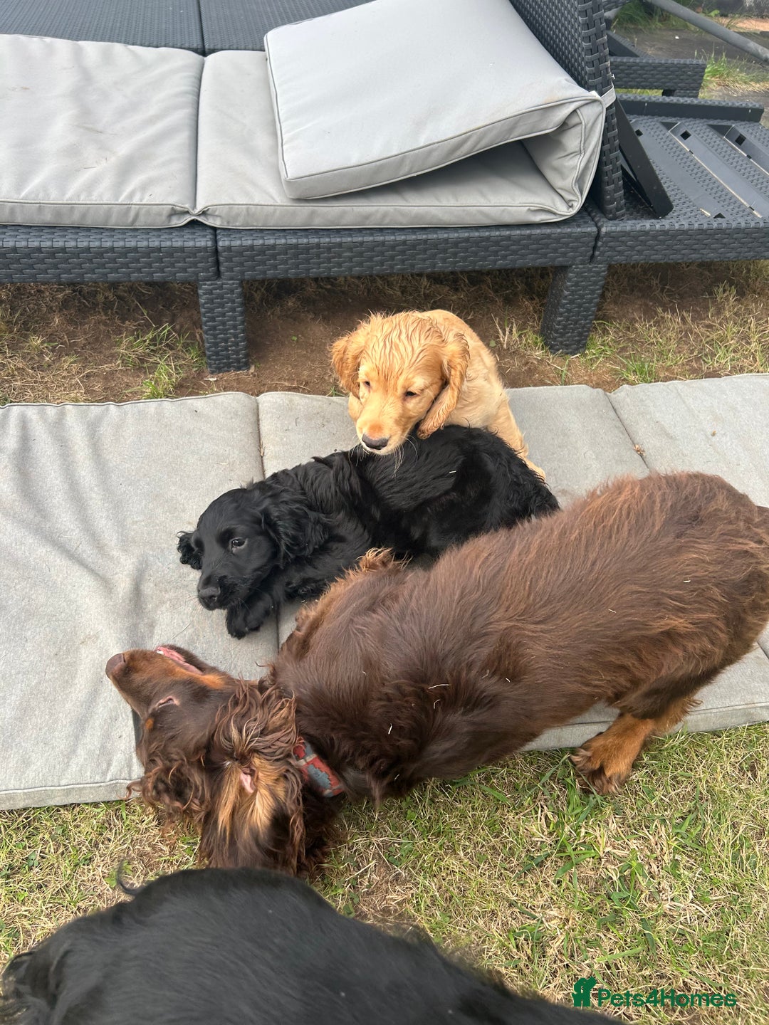 Cocker Spaniel dogs for sale: Male working cocker spaniel puppy kc reg - Image 19