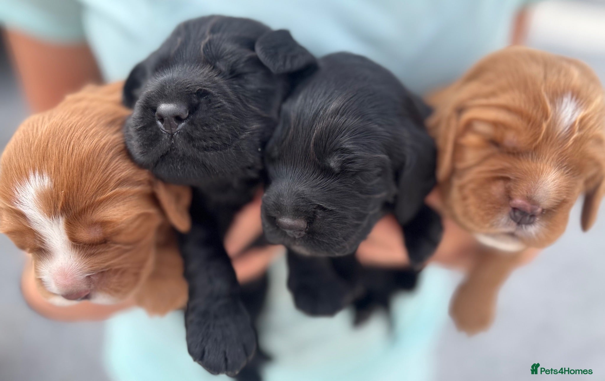 Cocker Spaniel dogs Beautiful Working Cocker Spaniels-health tested✅ - Advert 1