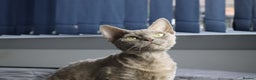 Devon Rex cats for sale: Devon Rex beautiful and healthy girl 2 years old  - Advert 15