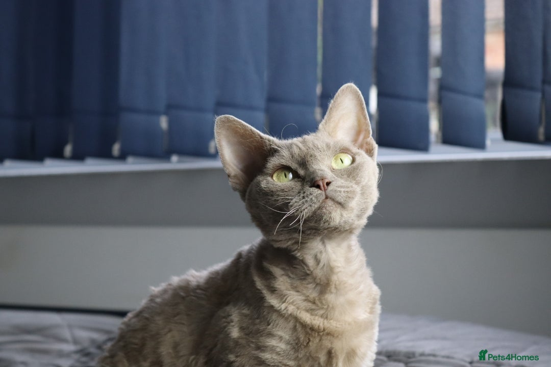 Devon Rex cats for sale: Devon Rex beautiful and healthy girl 2 years old  - Advert 15