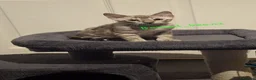 Bengal cats for sale: Snow mink bengals ready now - Advert 9