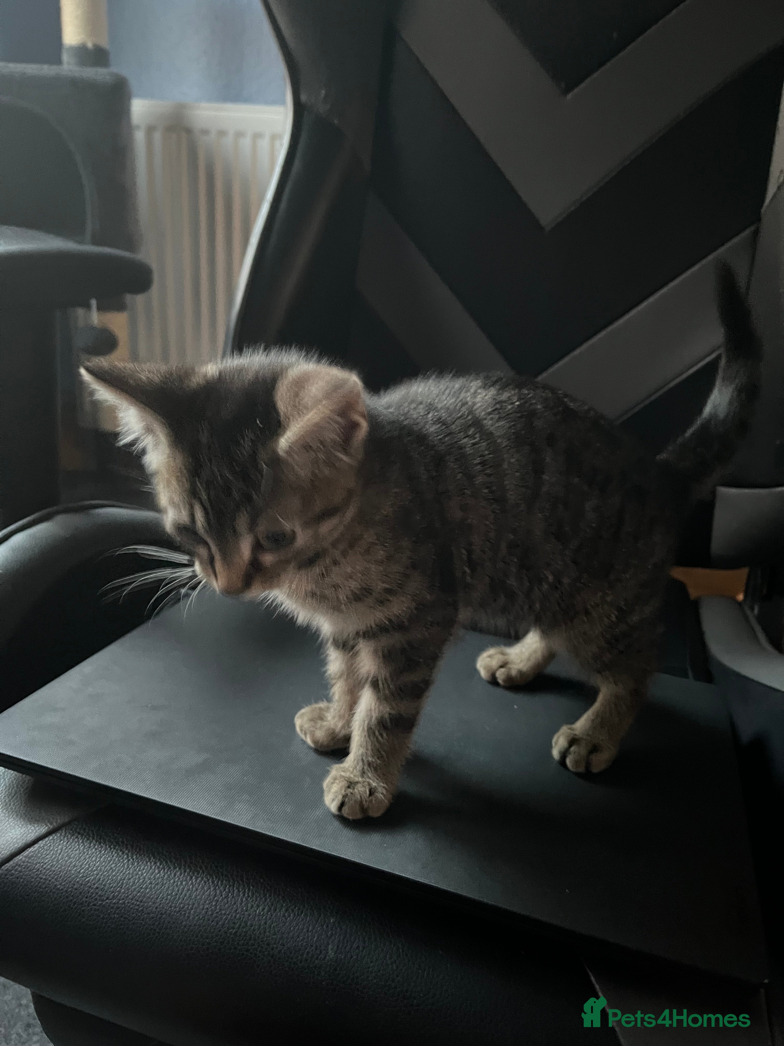 American Shorthair cats Adorable male tabby kitten for sale - Advert 1