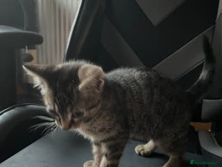 American Shorthair cats Adorable male tabby kitten for sale - Advert 1