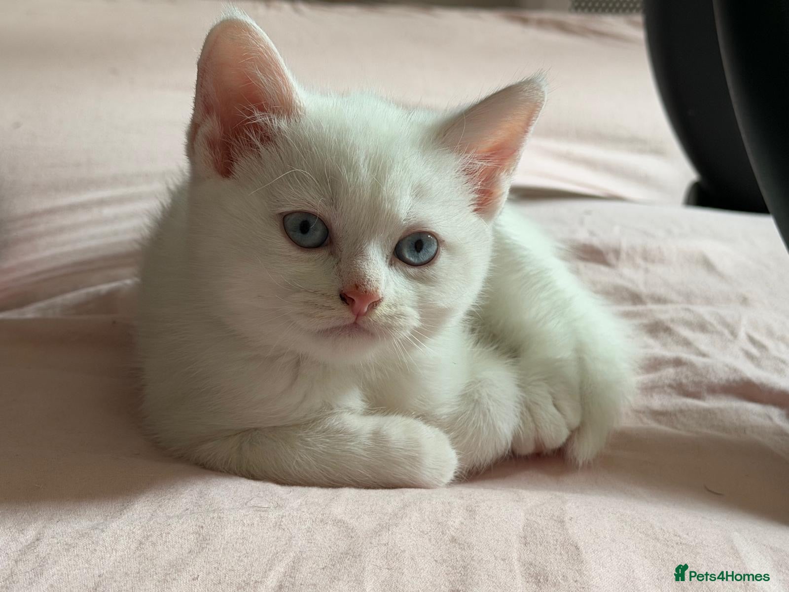 Mixed Breed cats Gorgeous kittens  - Advert 1