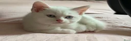 Mixed Breed cats for sale: Gorgeous kittens  - Advert 1