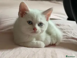 Mixed Breed cats Gorgeous kittens - Advert 1