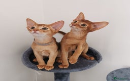 Abyssinian cats for sale: Available NOW 🤩Abyssinian kittens 😍 in Lincoln - Image 6