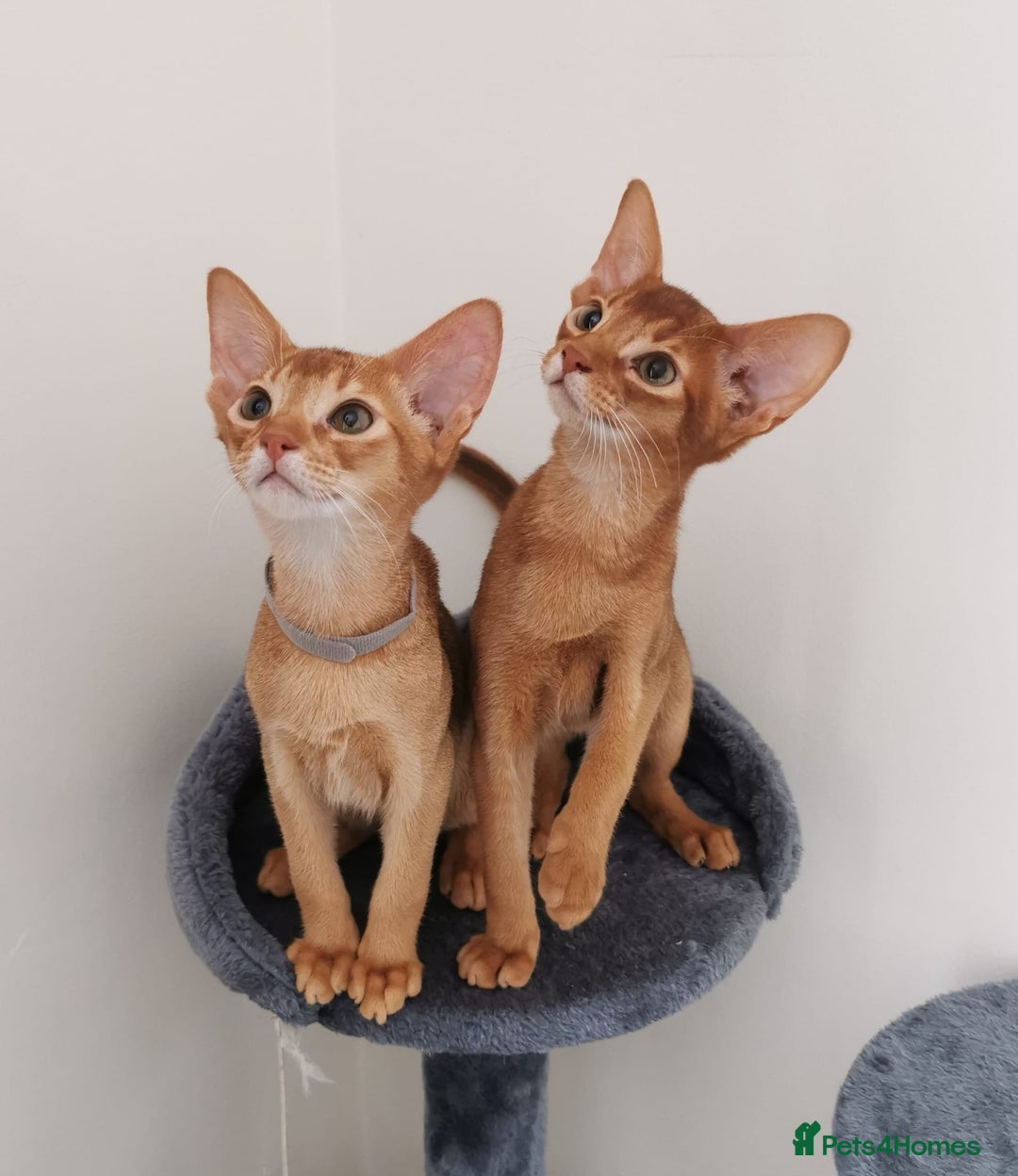 Abyssinian cats for sale: Available NOW 🤩Abyssinian kittens 😍 in Lincoln - Image 6