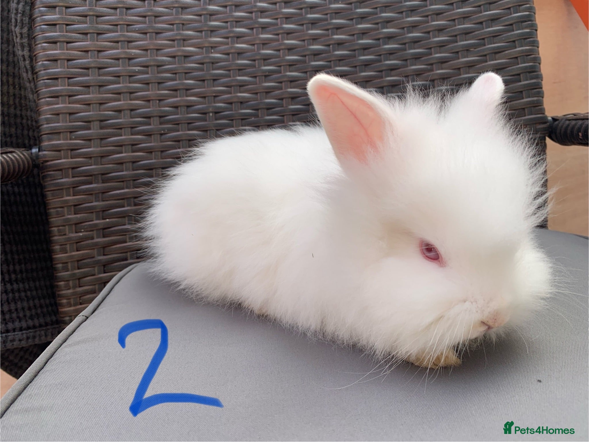 Lionhead rabbits Beautiful dwarf Lion head Bunnies  - Advert 1