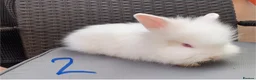 Lionhead rabbits for sale: 3 Beautiful dwarf Lion head Bunnies  - Advert 7