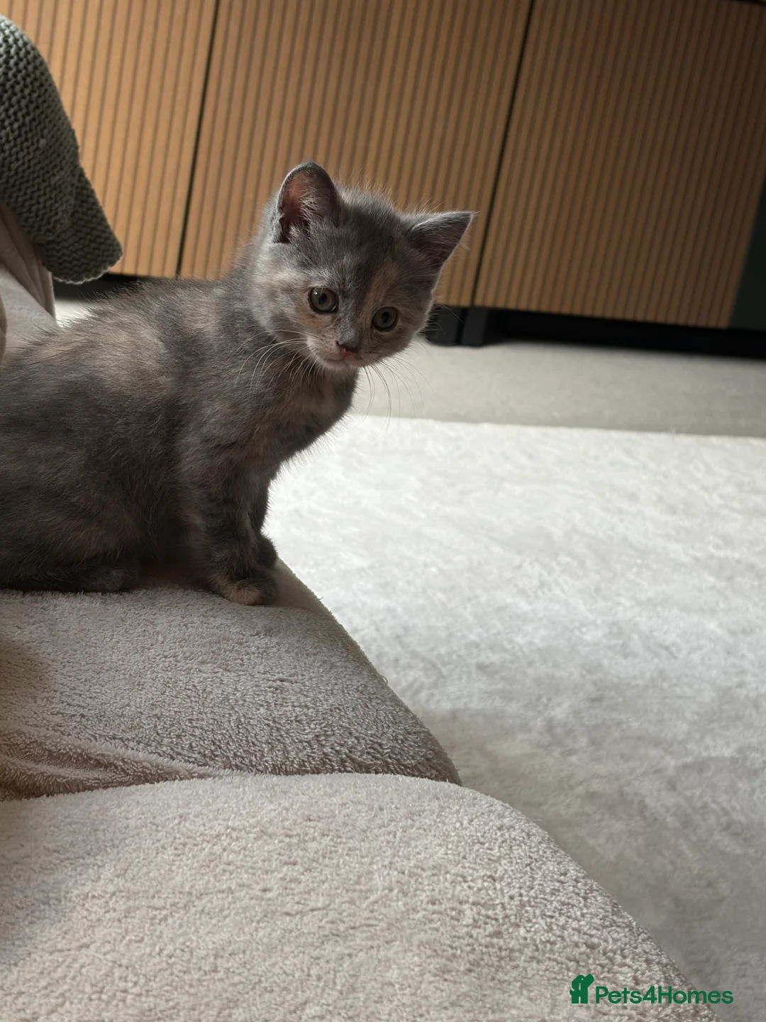 Mixed Breed cats for sale: 2 stunning female kittens  - Advert 2