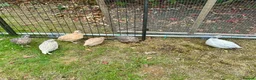 Quail poultry for sale: 6 Quails (very tame and friendly) - Advert 5