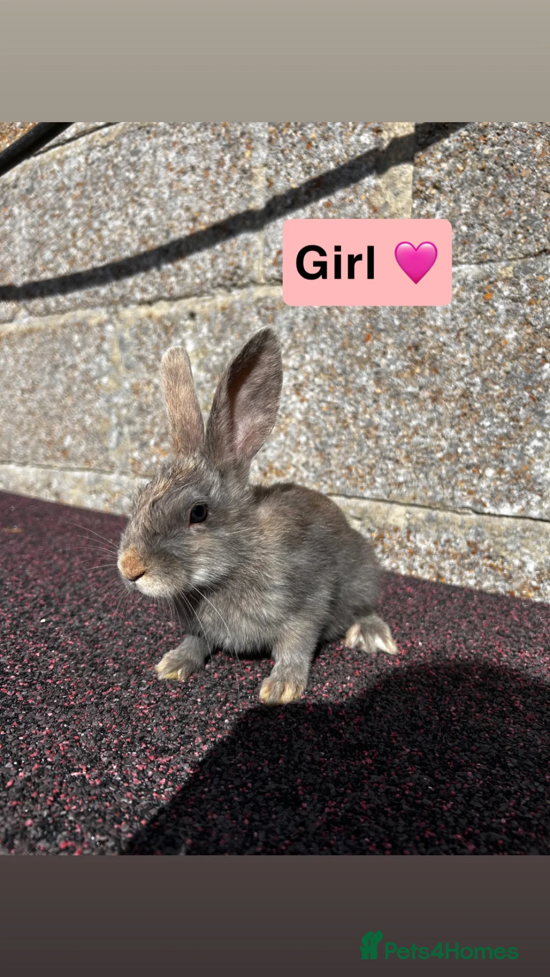 Mixed Breed rabbits for sale: Baby rabbits  in Hythe - Advert 2