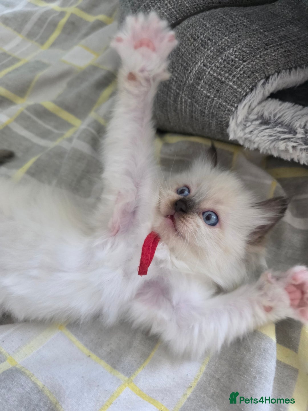 Ragdoll cats for sale: Fully Vaccinated Ragdolls ready 8th Nov - Image 10