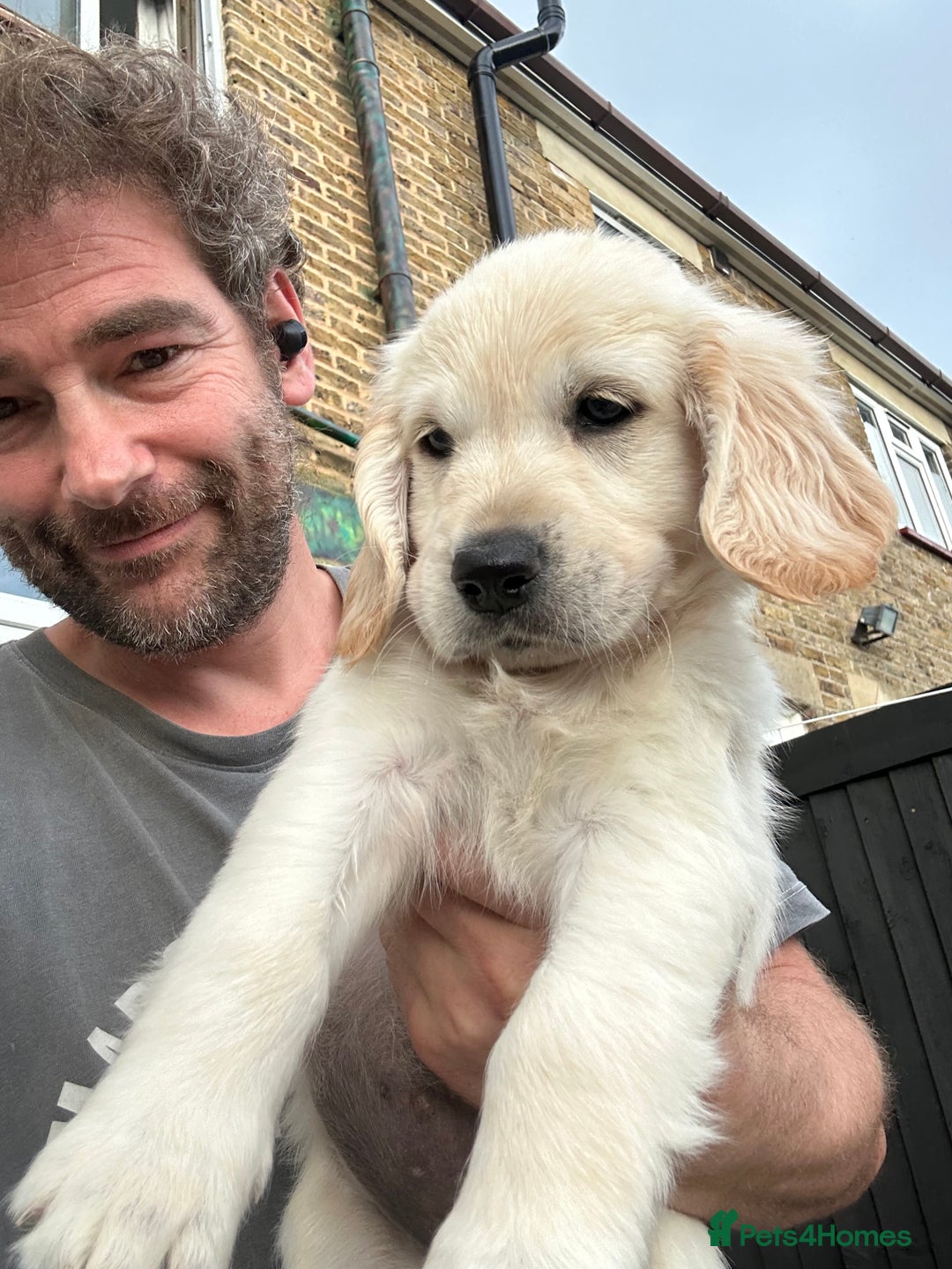 Mixed Breed dogs for sale: Dakota Sport Retriever Puppies ready 01/10/25 - Image 17
