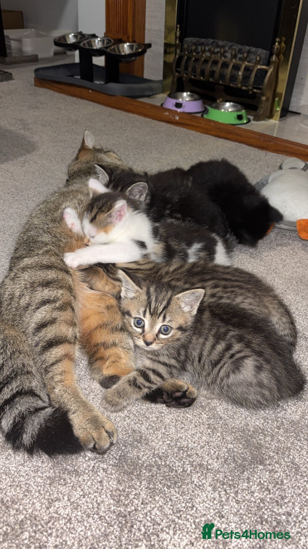 Domestic Shorthair cats for sale: Our Tabby has had kittens again - Advert 13
