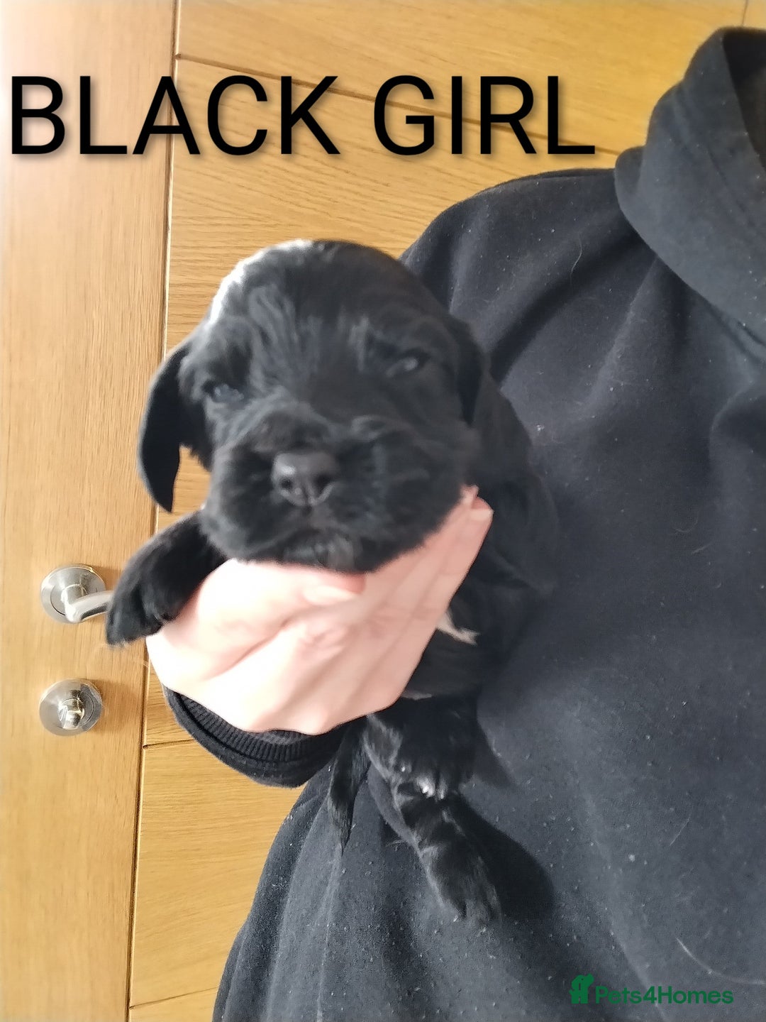 Cocker Spaniel dogs for sale: KC pups  - Advert 3