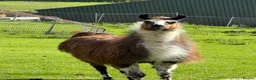 Llama livestock for sale: Male Llama for sale 🦙  - Advert 8